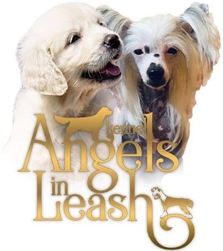 Angels in Leash